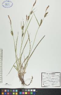 Carex houghtonii image