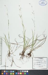 Carex capillaris image