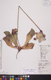 Sarracenia purpurea image