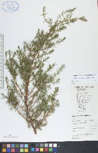 Juniperus communis var. depressa image