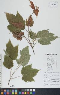 Acer spicatum image