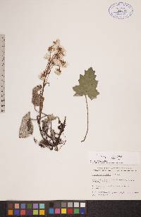 Petasites frigidus var. frigidus image