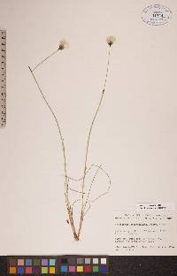 Eriophorum brachyantherum image