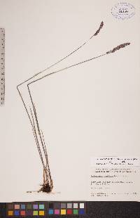 Arctagrostis latifolia image