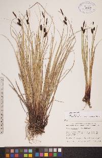 Carex saxatilis image