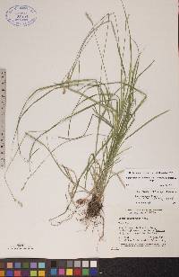 Carex echinodes image