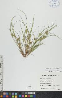 Carex sychnocephala image