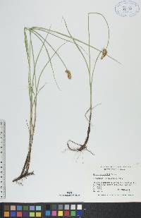 Carex sartwellii image