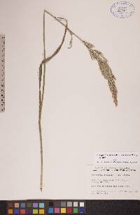 Arctagrostis latifolia subsp. arundinacea image