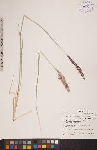 Calamagrostis purpurascens subsp. purpurascens image