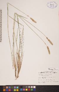 Calamagrostis purpurascens image