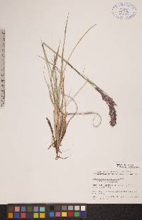 Calamagrostis purpurascens image