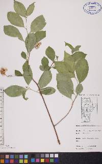 Celastrus scandens image