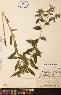 Lithospermum occidentale image