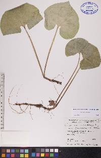 Asarum canadense var. acuminatum image