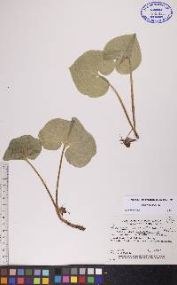 Asarum canadense var. acuminatum image