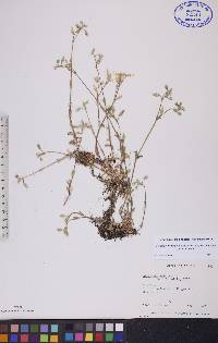 Cerastium fontanum subsp. vulgare image