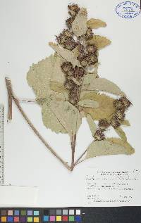 Arctium minus image