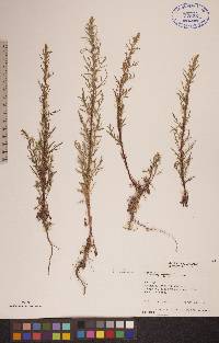 Artemisia biennis image