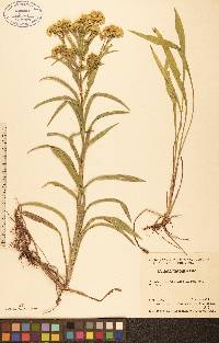 Solidago riddellii image