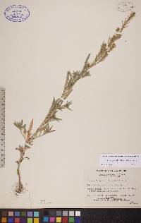 Bassia scoparia subsp. scoparia image