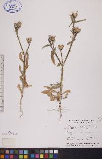 Silene noctiflora image