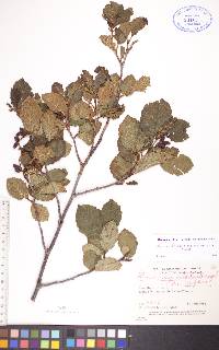 Alnus incana subsp. rugosa image