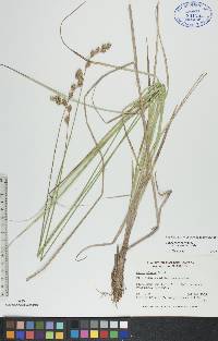 Carex foenea image