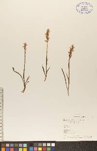 Spiranthes romanzoffiana image