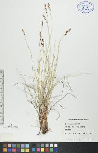 Carex diandra image