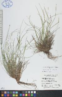 Carex rossii image