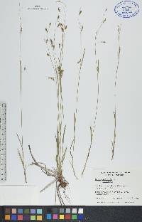 Carex capillaris image