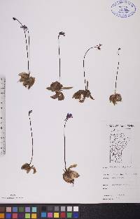 Pinguicula vulgaris image