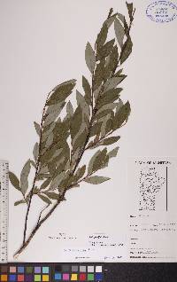 Salix planifolia image