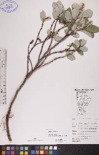 Salix vestita image