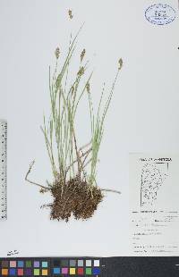 Carex prairea image