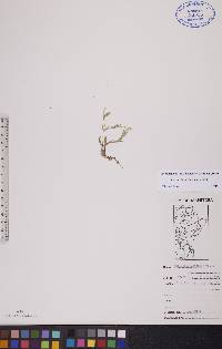 Stellaria longifolia image