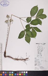 Aralia nudicaulis image