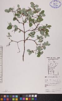 Symphoricarpos albus image