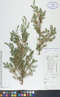 Juniperus communis var. depressa image