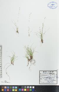 Carex eburnea image