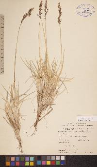 Deschampsia brevifolia image