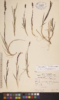 Arctagrostis latifolia subsp. latifolia image