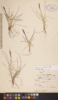 Deschampsia brevifolia image