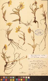 Arnica angustifolia image