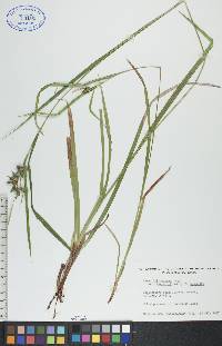 Carex intumescens var. fernaldii image