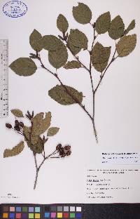 Alnus viridis image
