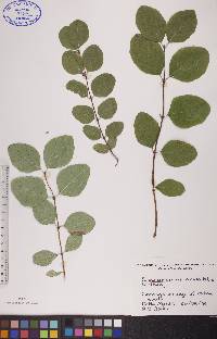 Symphoricarpos occidentalis image