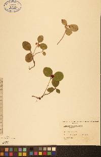 Gaultheria procumbens image