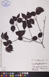 Viburnum rafinesqueanum image